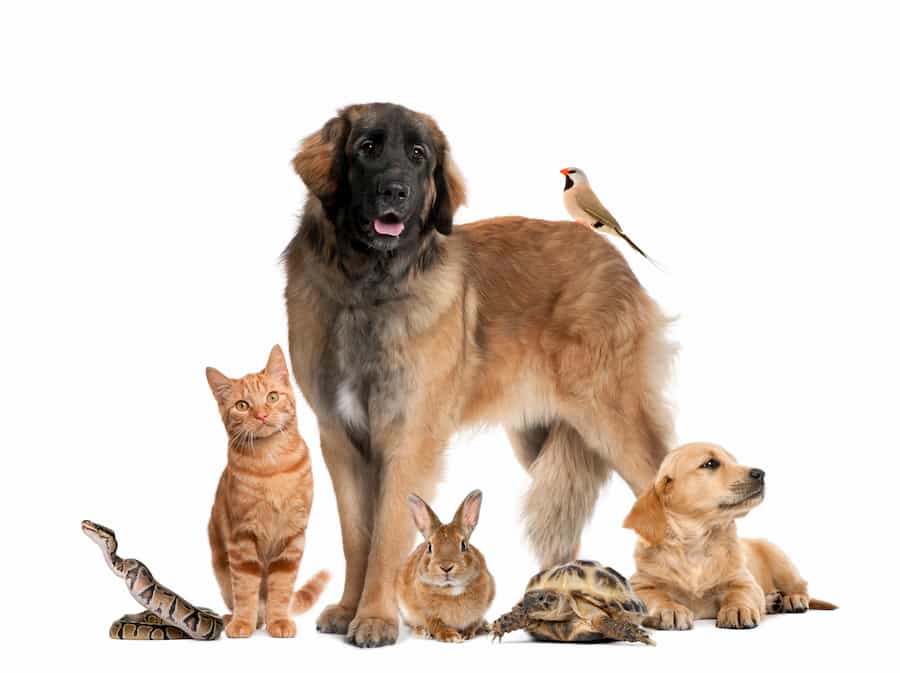  Pet Inheritance – The Rich and Furry