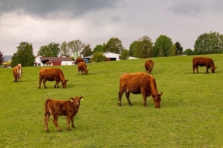Yeamon Keith Care Tregear Farm