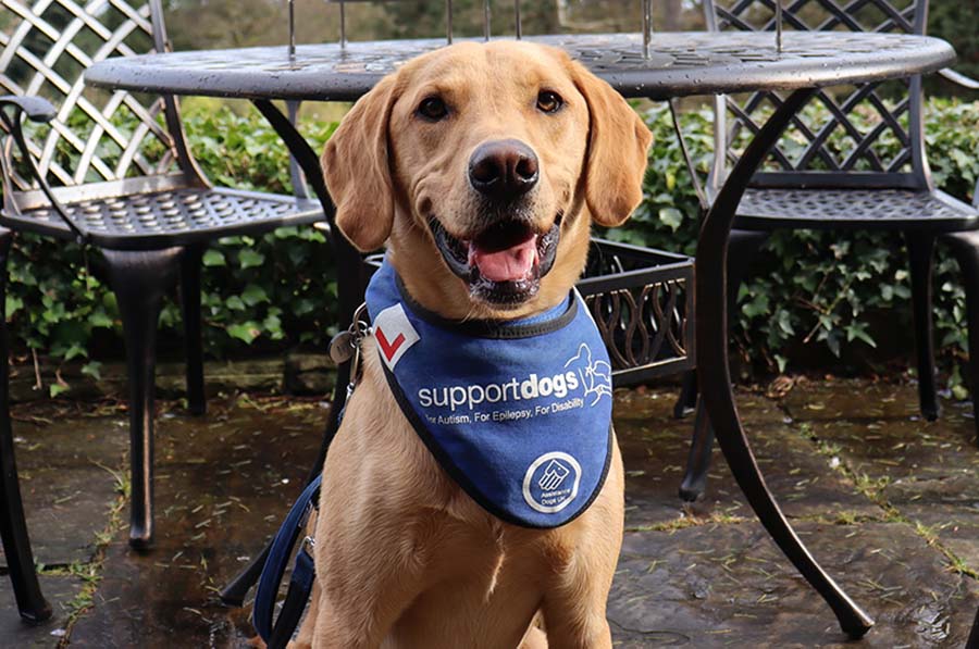 A support dog at an afternoon tea event
